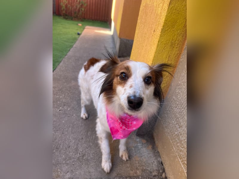 Malia - freundlich, verspielt