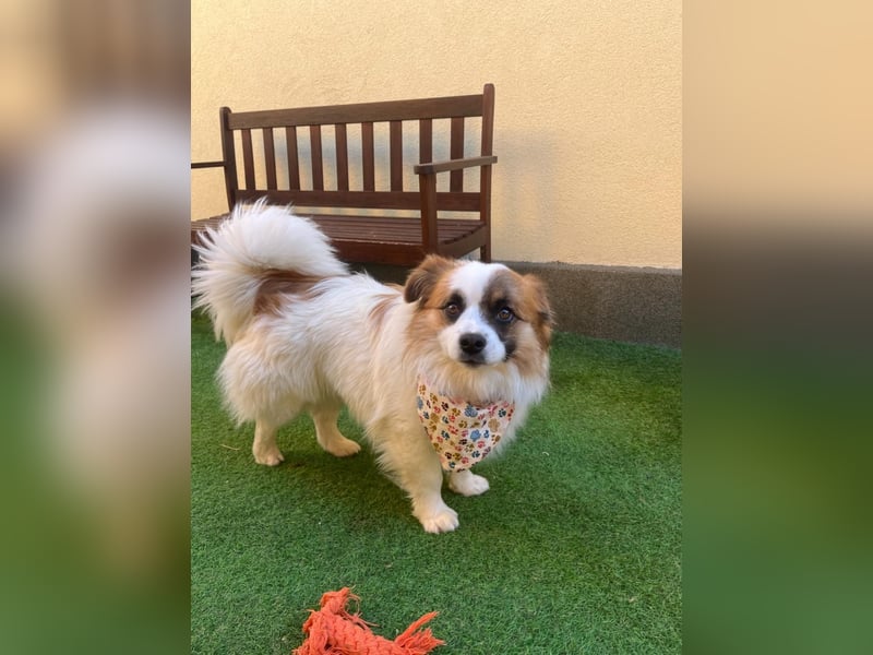 Bodo SR - freundlich, neugierig