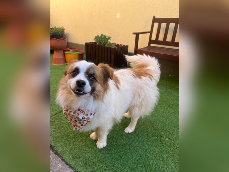 Bodo SR - freundlich, neugierig