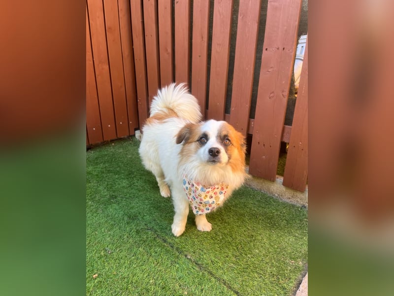 Bodo SR - freundlich, neugierig