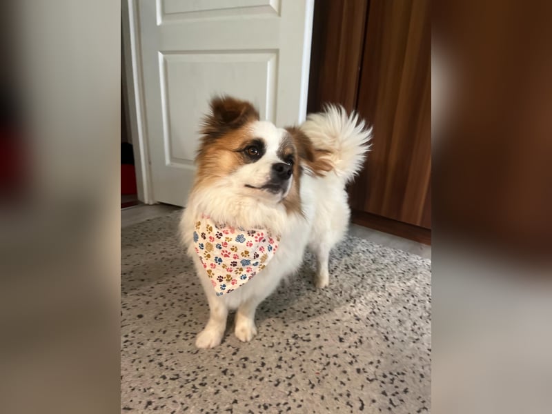 Bodo SR - freundlich, neugierig