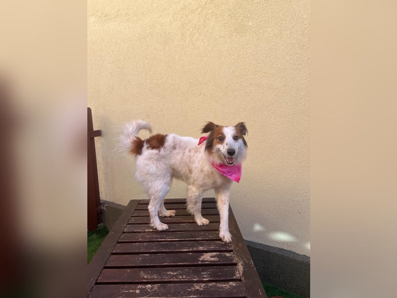 Malia - freundlich, verspielt