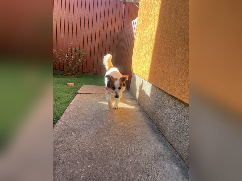 Malia - freundlich, verspielt