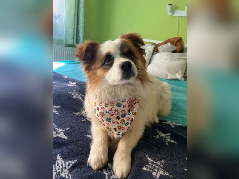 Bodo SR - freundlich, neugierig