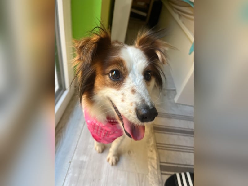 Malia - freundlich, verspielt