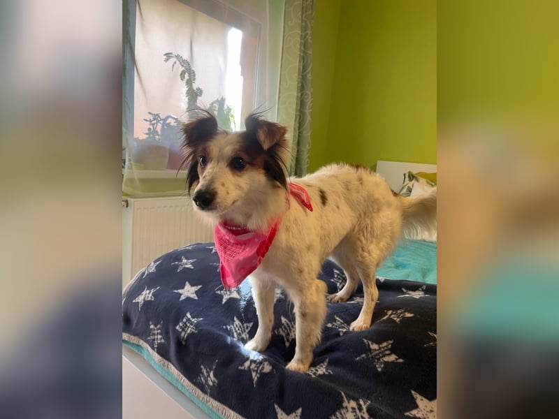 Malia - freundlich, verspielt