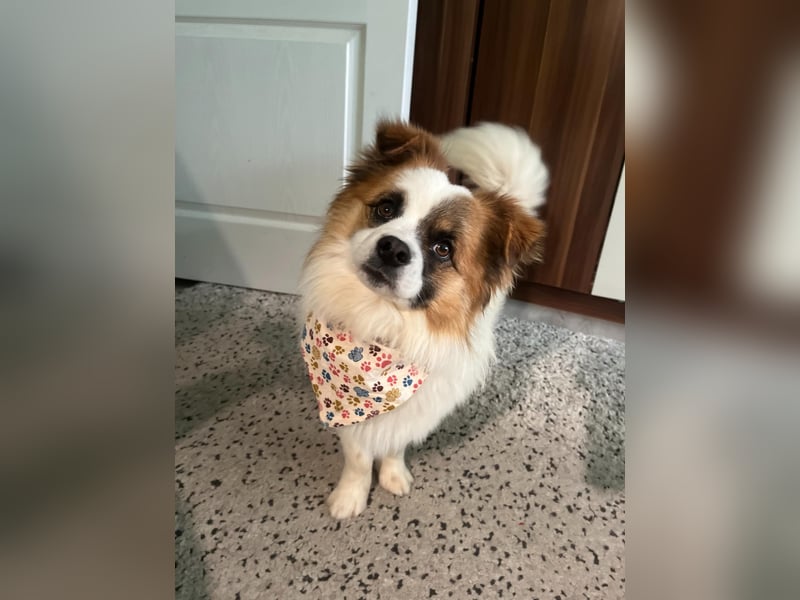 Bodo SR - freundlich, neugierig