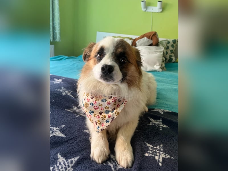 Bodo SR - freundlich, neugierig