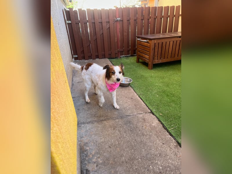 Malia - freundlich, verspielt