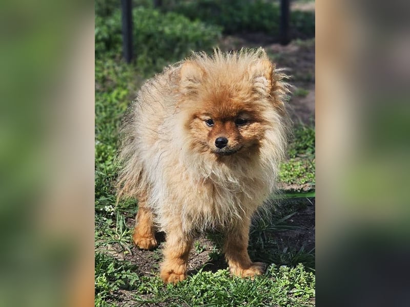 Chester ist ein quirliger, kleiner Kerl