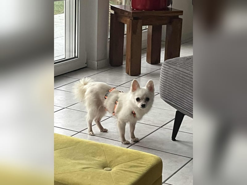 Maeve sucht ein liebevolles Zuhause