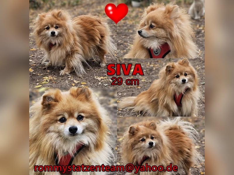 Siva ist fast immer gut gelaunt