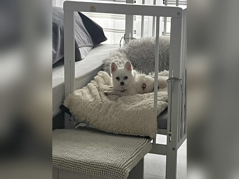 Maeve sucht ein liebevolles Zuhause