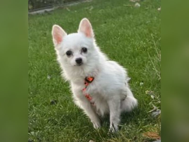 Maeve sucht ein liebevolles Zuhause