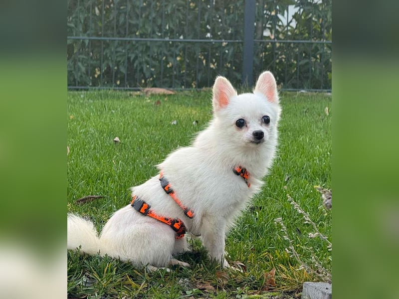 Maeve sucht ein liebevolles Zuhause