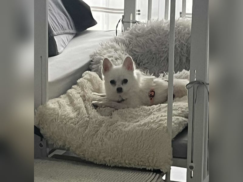 Maeve sucht ein liebevolles Zuhause