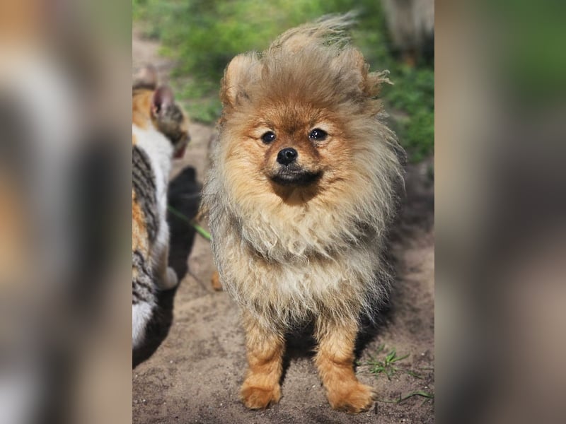 Chester ist ein quirliger, kleiner Kerl