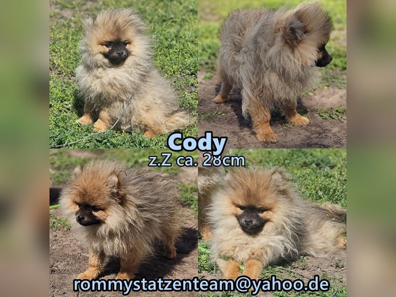 Cody ist ein quirliger, kleiner Kerl