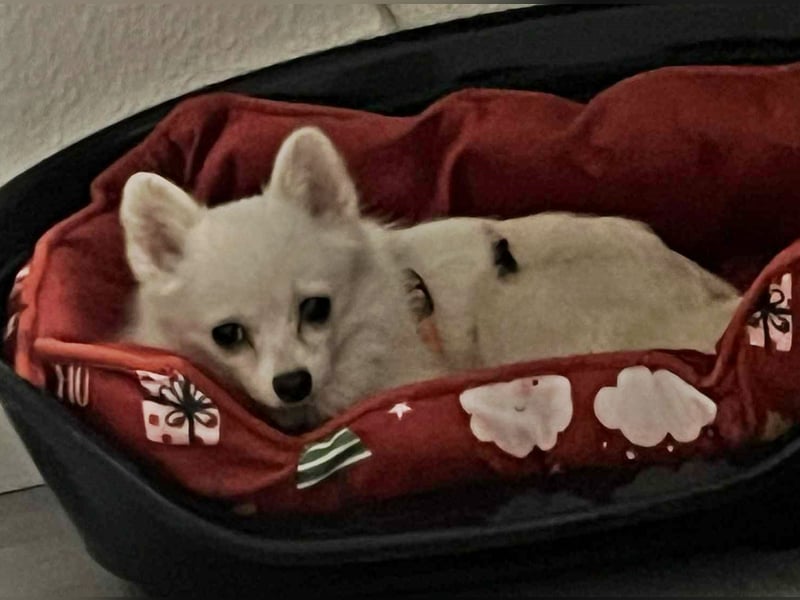 Maeve sucht ein liebevolles Zuhause