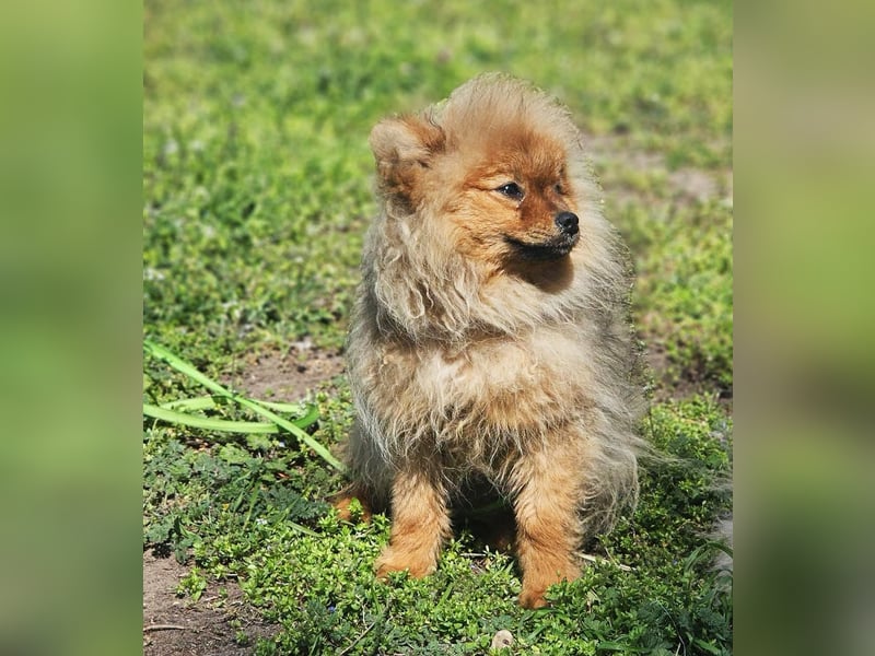 Chester ist ein quirliger, kleiner Kerl