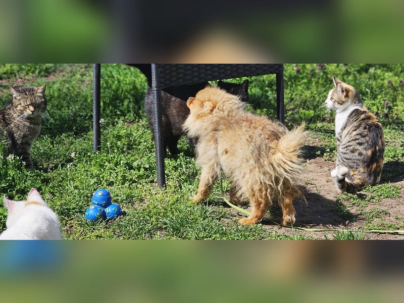 Chester ist ein quirliger, kleiner Kerl