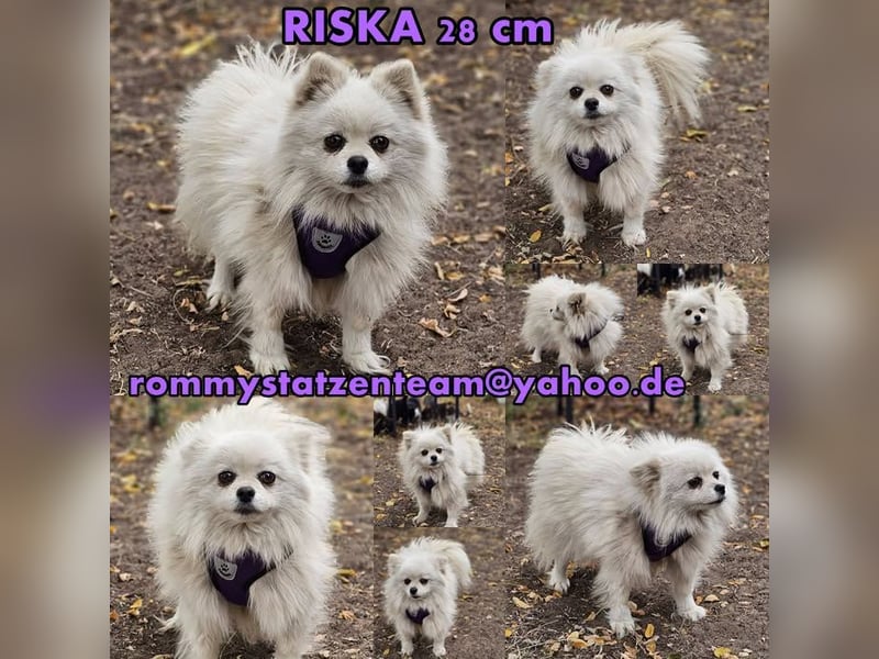 Riska ist eine ehemalige Vermehrerhündin