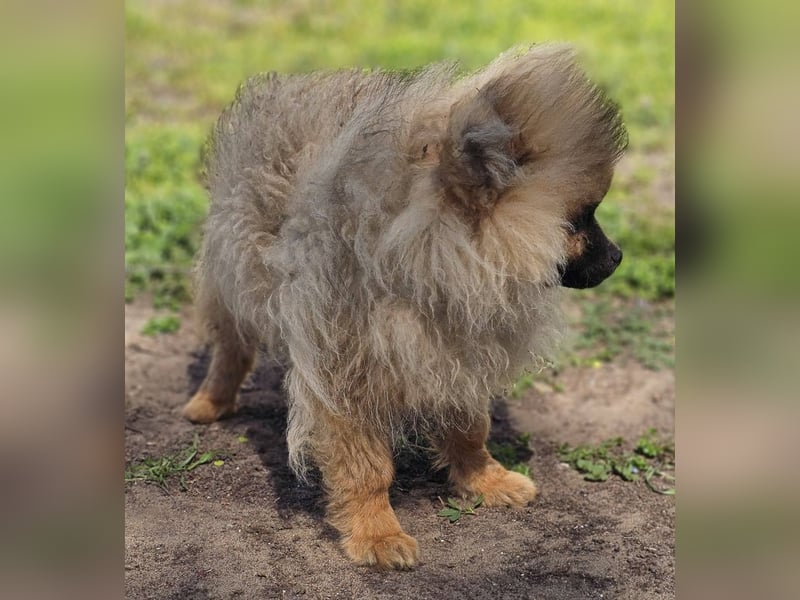 Cody ist ein quirliger, kleiner Kerl