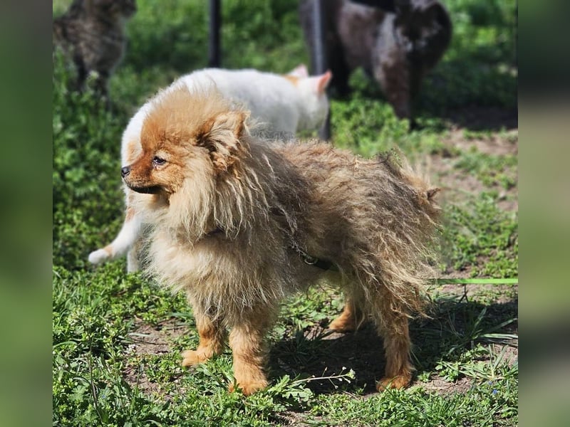 Chester ist ein quirliger, kleiner Kerl