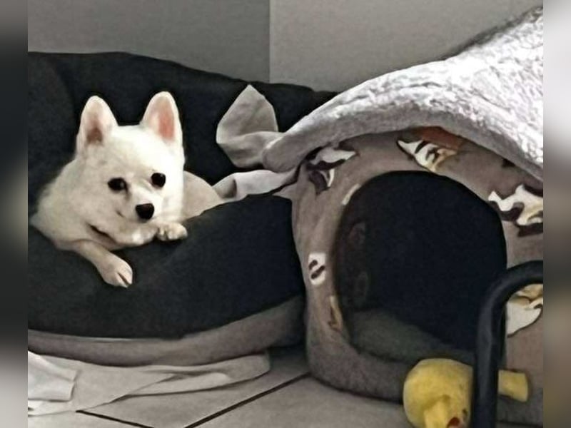 Maeve sucht ein liebevolles Zuhause