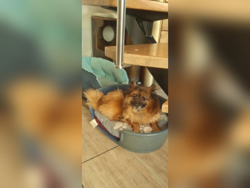 Riley, süße Kleinspitzmischlings Hündin geb. 2020