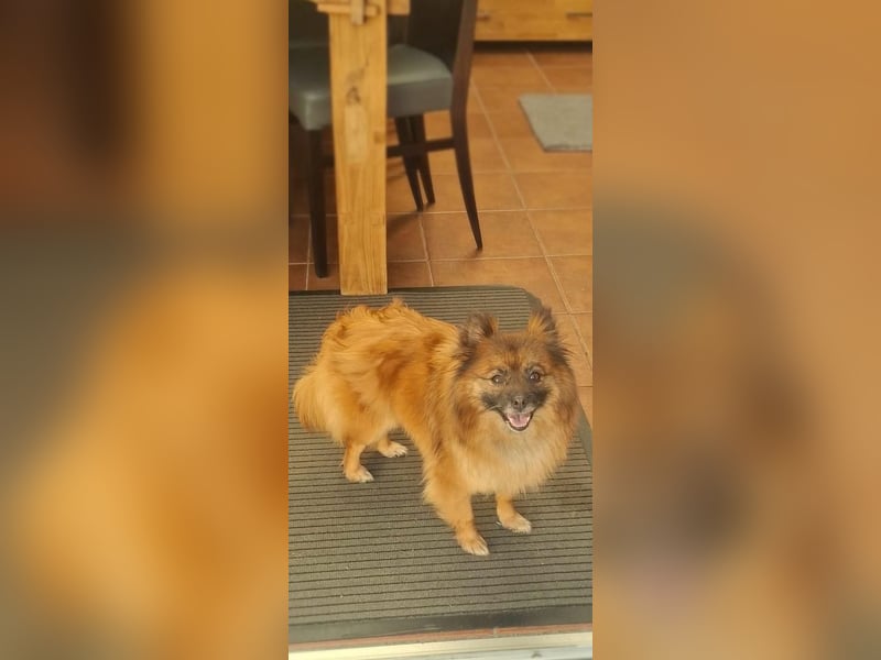 Riley, süße Kleinspitzmischlings Hündin geb. 2020