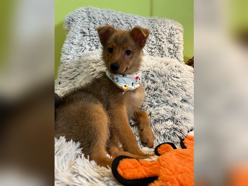 Lucky, süßer verspielter Spitzjunge