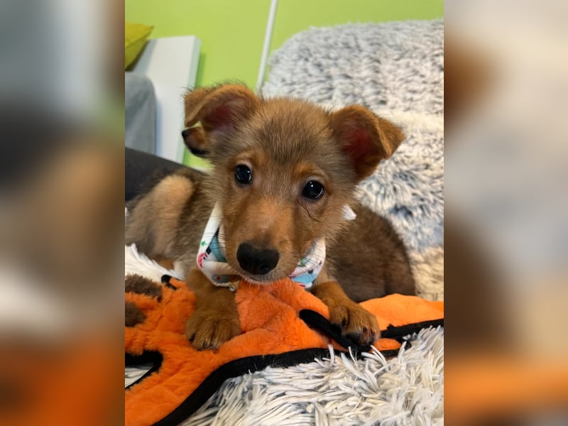 Lucky, süßer verspielter Spitzjunge