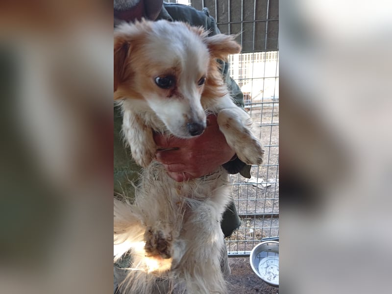 Pici, schüchterner Spitz Mischling geb. 2024