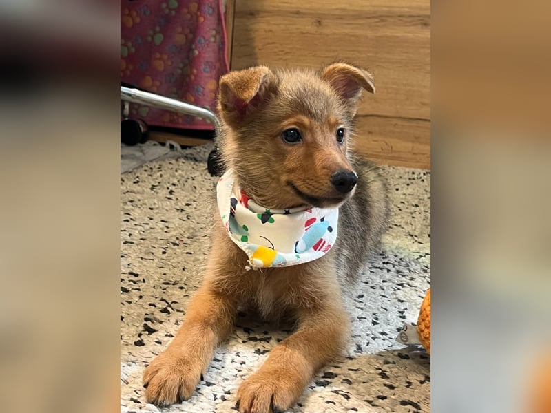 Lucky, süßer verspielter Spitzjunge