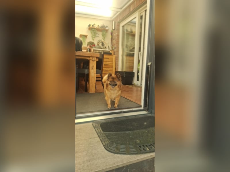 Riley, süße Kleinspitzmischlings Hündin geb. 2020