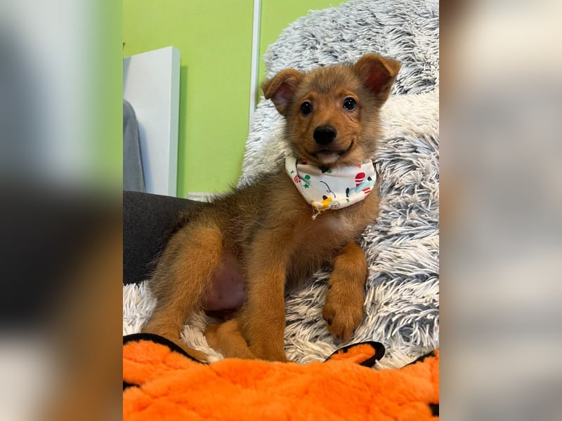 Lucky, süßer verspielter Spitzjunge