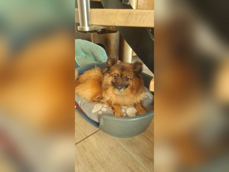 Riley, süße Kleinspitzmischlings Hündin geb. 2020