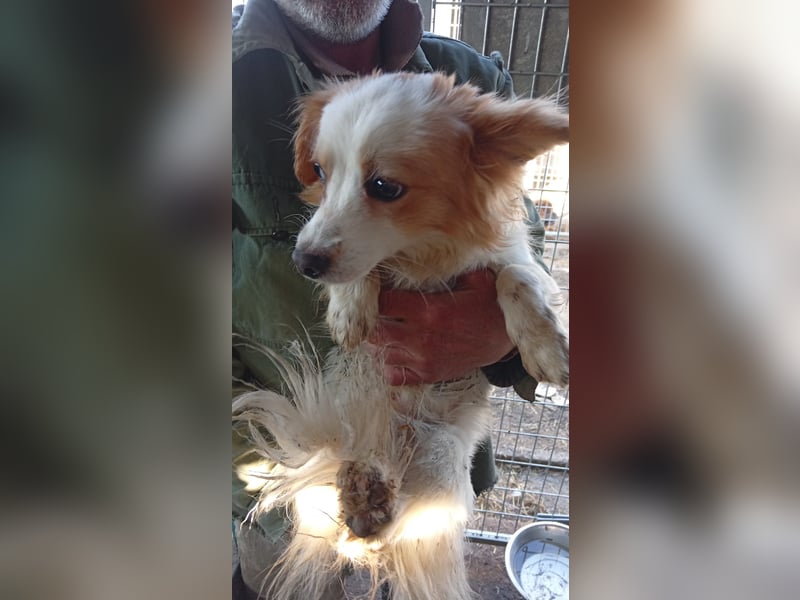 Pici, schüchterner Spitz Mischling geb. 2024