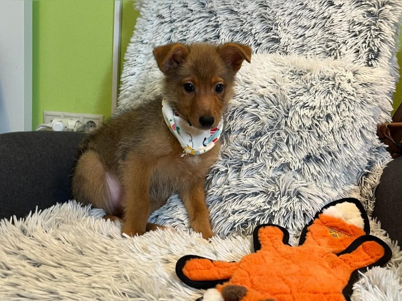 Lucky, süßer verspielter Spitzjunge