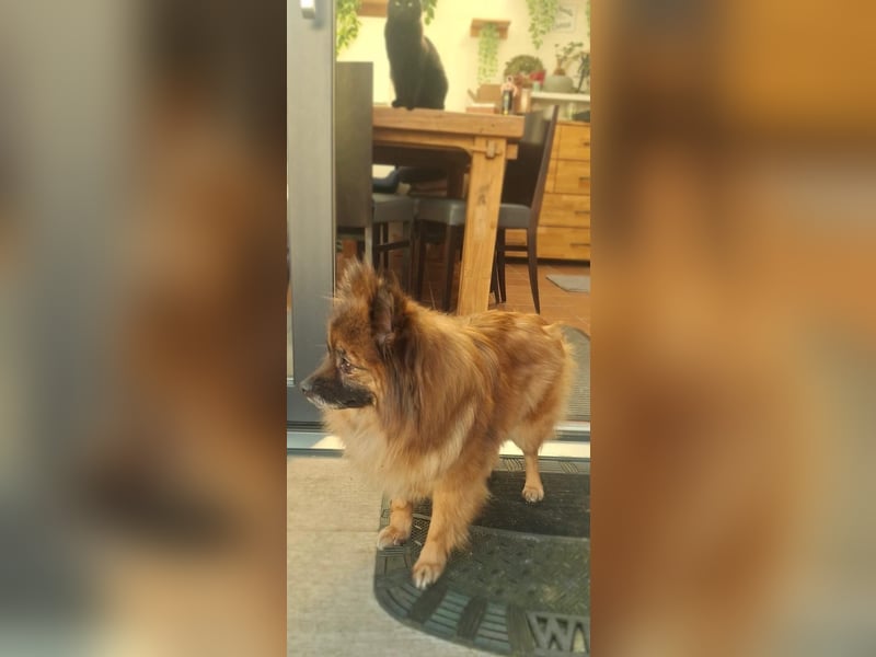 Riley, süße Kleinspitzmischlings Hündin geb. 2020