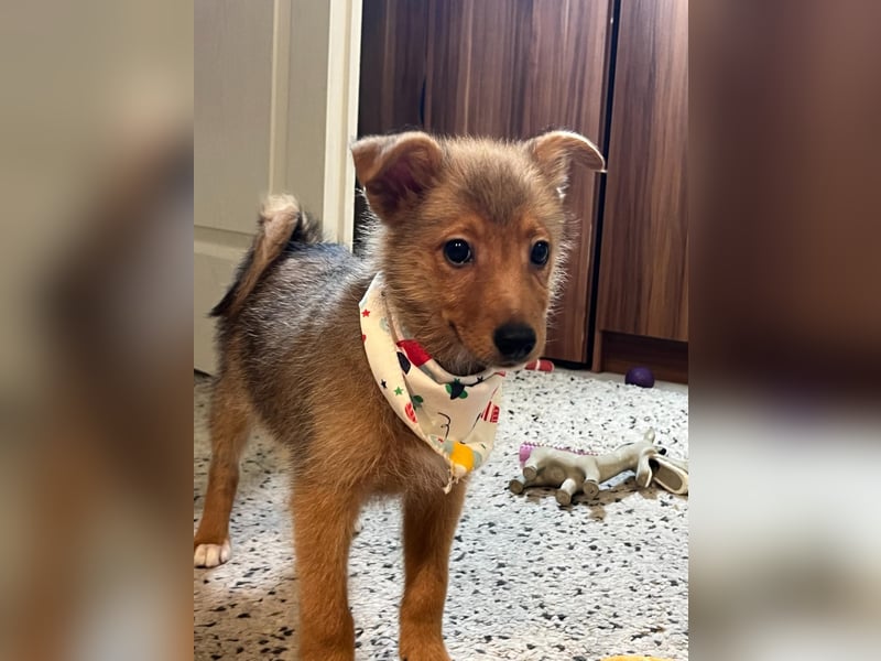 Lucky, süßer verspielter Spitzjunge