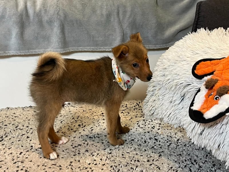 Lucky, süßer verspielter Spitzjunge