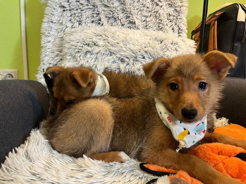 Lucky, süßer verspielter Spitzjunge