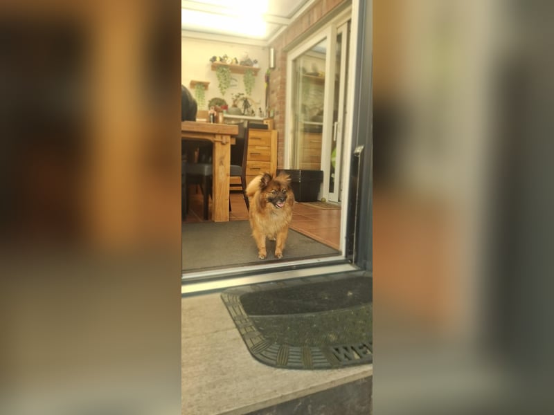 Riley, süße Kleinspitzmischlings Hündin geb. 2020