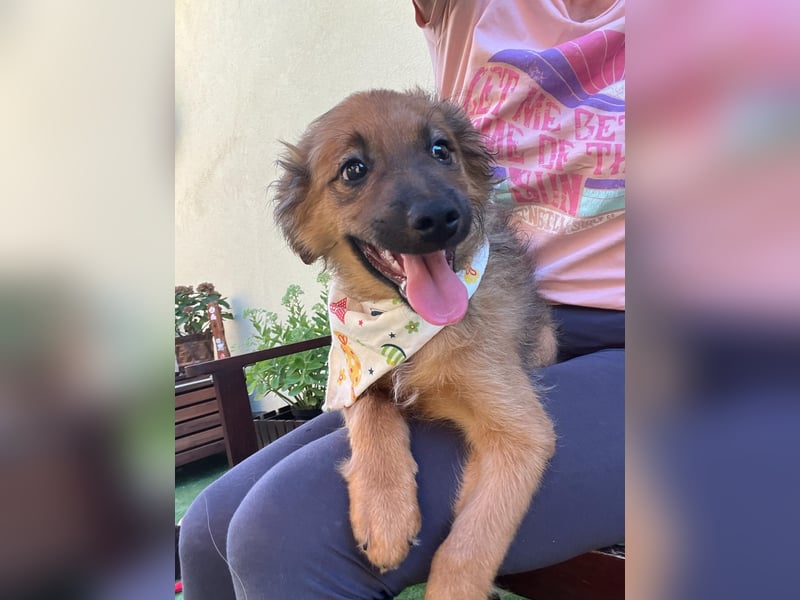 Rocko - lebhaft und verspielt