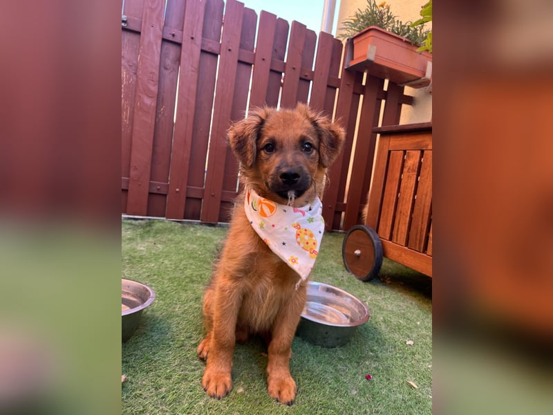 Rocko - lebhaft und verspielt