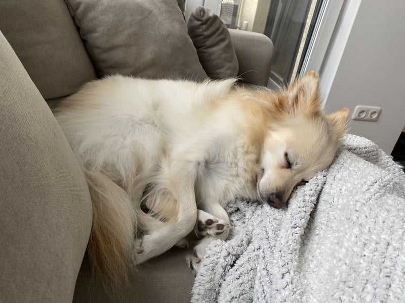 Liebevolle Hündin sucht ihre Menschen