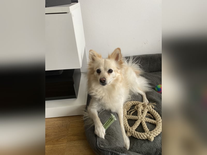 Liebevolle Hündin sucht ihre Menschen