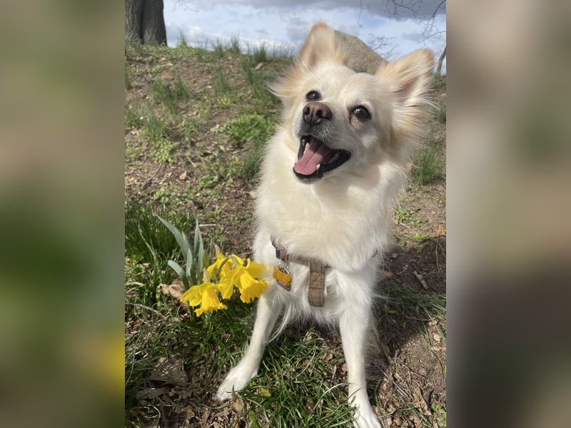 Liebevolle Hündin sucht ihre Menschen
